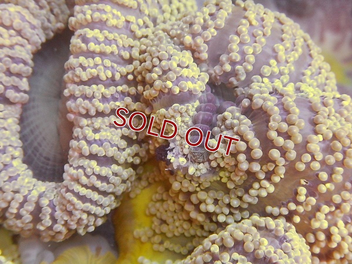 画像2: 【海水生物】【イソギンチャク】【サンプル画像】イボハタゴイソギンチャク（カラー／M-MLサイズ)　(±10-20ｃｍ前後）（生体）（海水魚）（サンゴ） (2)