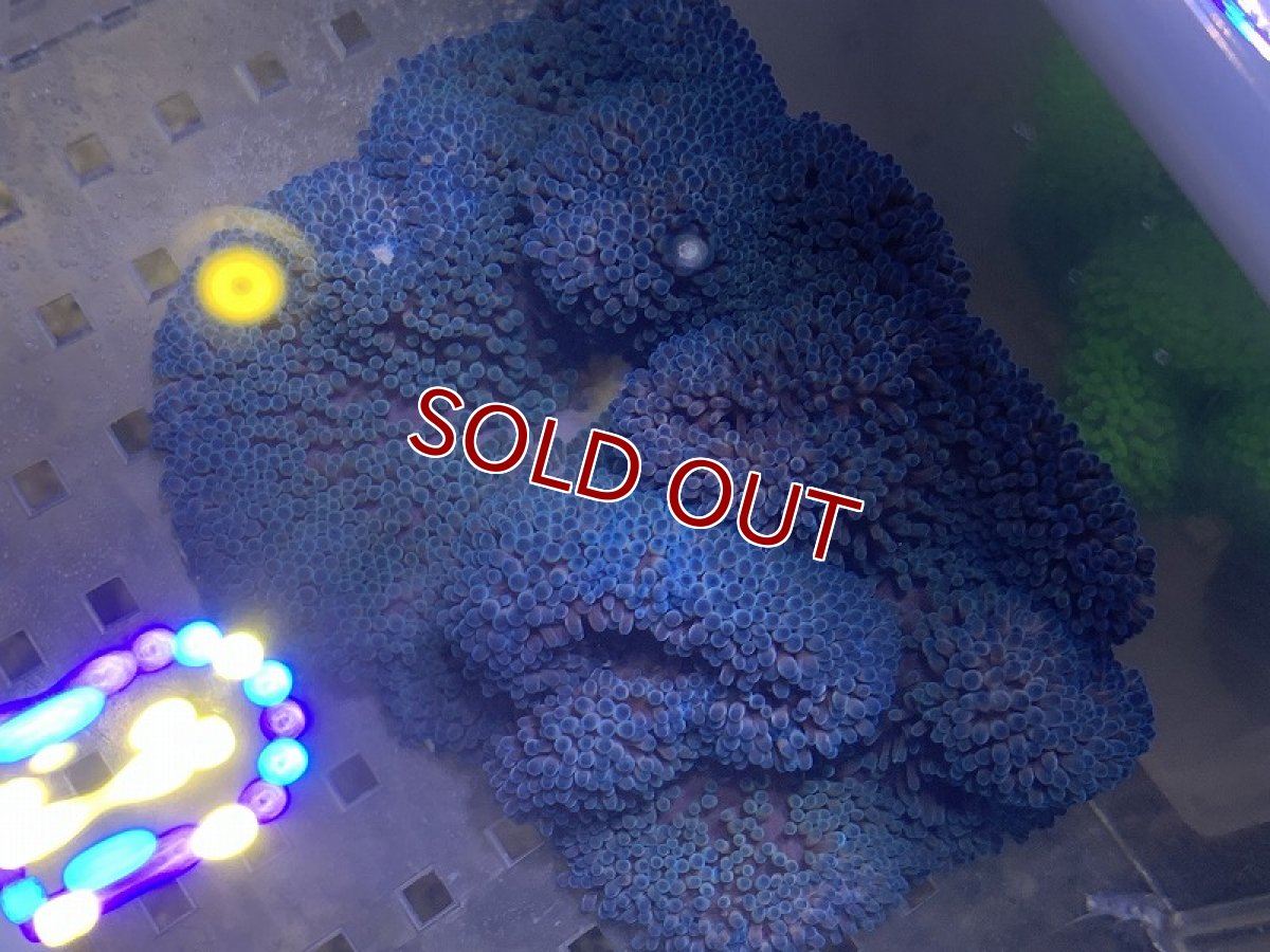 画像2: 【海水生物】【イソギンチャク】 ハタゴイソギンチャク（ブルー）1個(±9-12ｃｍ前後）【サンプル販売】（生体）（サンゴ） (2)