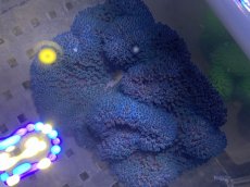 画像2: 【海水生物】【通販】【イソギンチャク】【通販】 ハタゴイソギンチャク（ブルー）1個(±9-12ｃｍ前後）【サンプル販売】（生体）（サンゴ） (2)