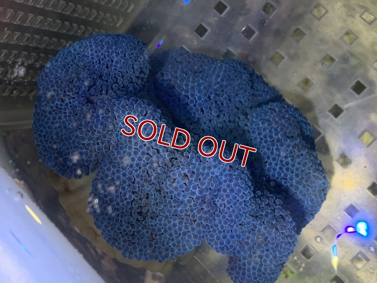 画像3: 【海水生物】【イソギンチャク】 ハタゴイソギンチャク（ブルー）1個(±9-12ｃｍ前後）【サンプル販売】（生体）（サンゴ） (3)