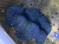 画像3: 【海水生物】【通販】【イソギンチャク】【通販】 ハタゴイソギンチャク（ブルー）1個(±9-12ｃｍ前後）【サンプル販売】（生体）（サンゴ） (3)