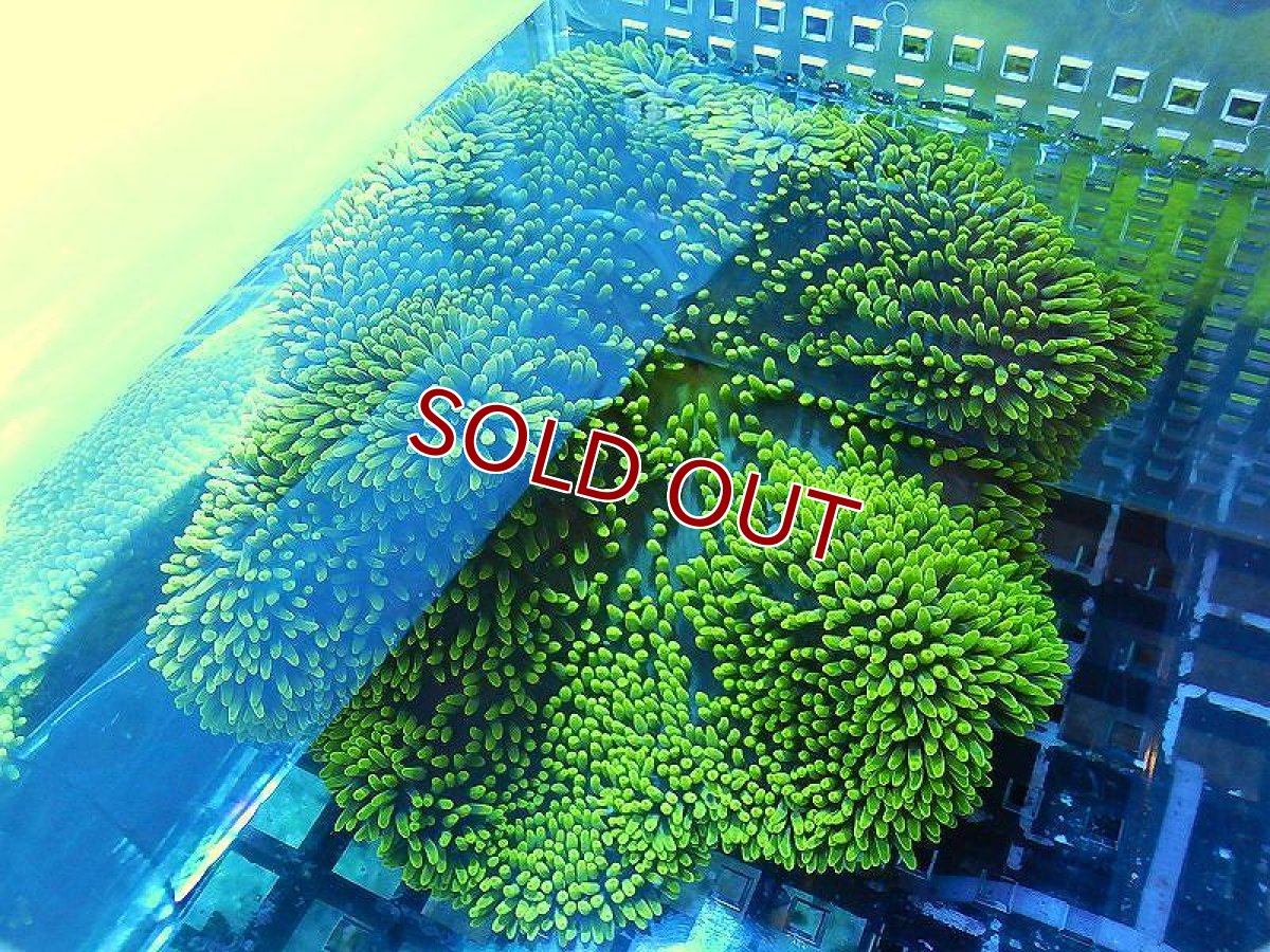 画像2: 【海水生物】【イソギンチャク】 ハタゴイソギンチャク（メタリックグリーン）1個(±12-15ｃｍ前後）【サンプル販売】（生体）（サンゴ） (2)