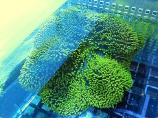 画像2: 【海水生物】【通販】【イソギンチャク】【通販】 ハタゴイソギンチャク（メタリックグリーン）1個(±12-15ｃｍ前後）【サンプル販売】（生体）（サンゴ） (2)