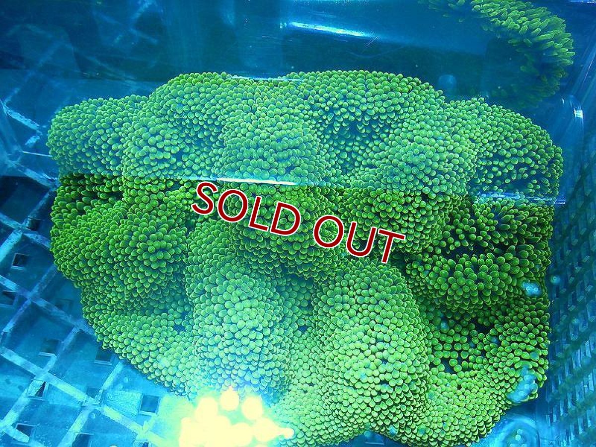 画像3: 【海水生物】【イソギンチャク】 ハタゴイソギンチャク（メタリックグリーン）1個(±12-15ｃｍ前後）【サンプル販売】（生体）（サンゴ） (3)