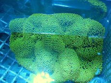 画像3: 【海水生物】【通販】【イソギンチャク】【通販】 ハタゴイソギンチャク（メタリックグリーン）1個(±12-15ｃｍ前後）【サンプル販売】（生体）（サンゴ） (3)