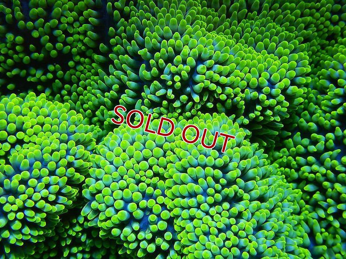 画像4: 【海水生物】【イソギンチャク】 ハタゴイソギンチャク（メタリックグリーン）1個(±12-15ｃｍ前後）【サンプル販売】（生体）（サンゴ） (4)