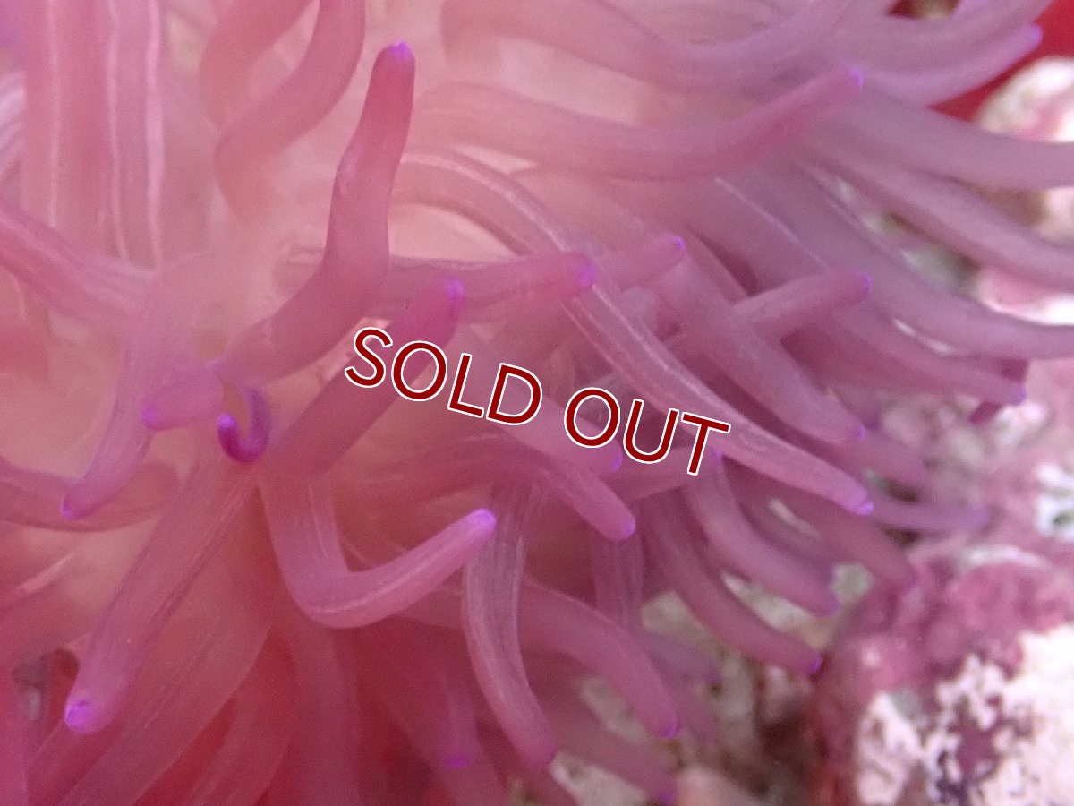 画像2: 【イソギンチャク】L.T.アネモネ（パープル）(±15-20ｃｍ前後）（サンプル画像）（生体）（サンゴ） (2)