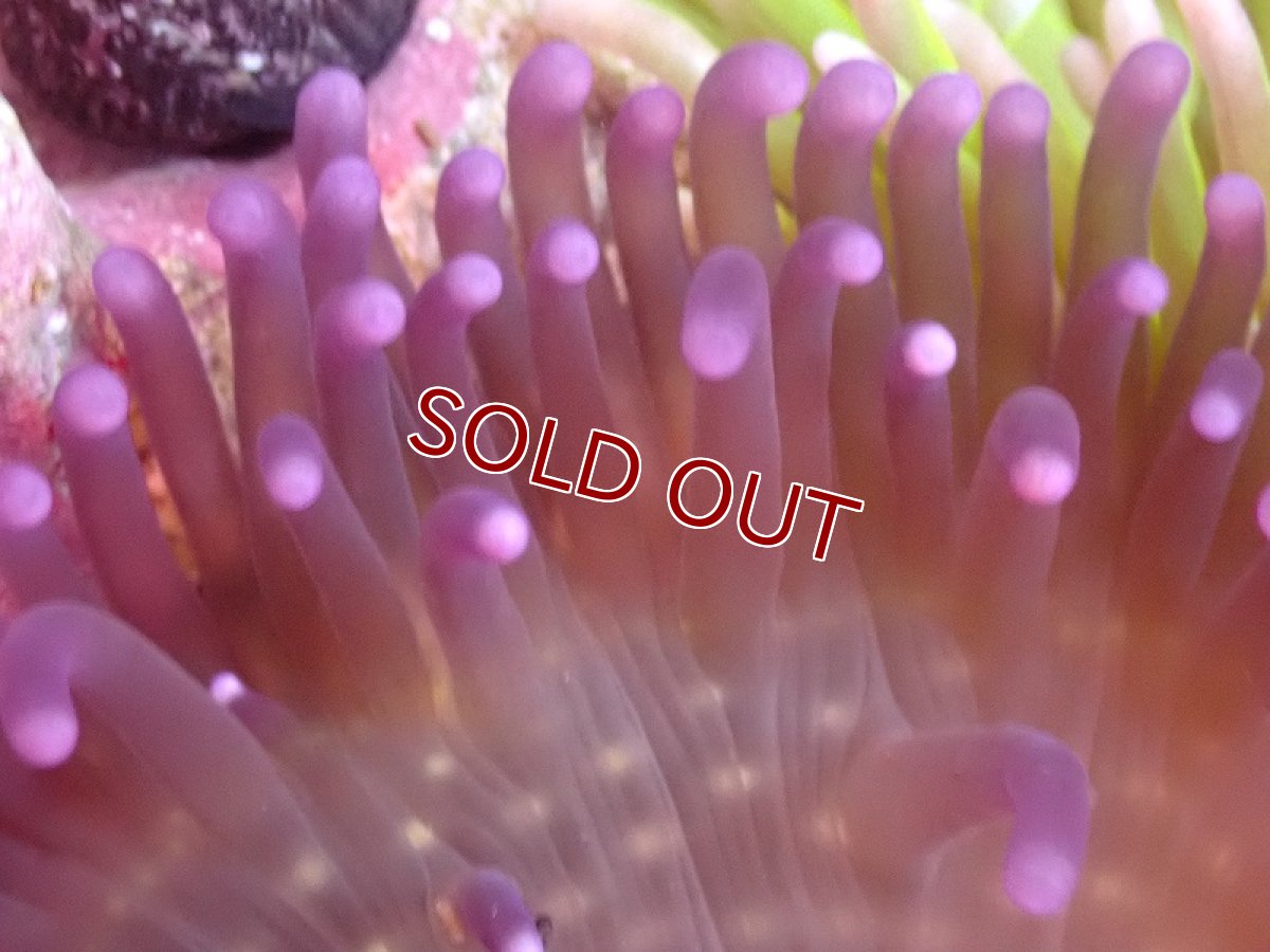 画像2: 【イソギンチャク】L.T.アネモネ（パープルチップ）(±10-15ｃｍ前後）（サンプル画像）（生体）（サンゴ） (2)