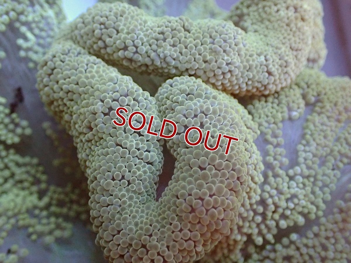 画像2: 【イソギンチャク】イボハタゴイソギンチャク（MLサイズ）ライトグリーン（1個）(±15-20ｃｍ前後）（サンプル画像）（生体）（サンゴ） (2)