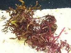 画像1: 【サンゴ・海藻】海藻sp. （レッド）インド洋産（1個）（±10-15ｃｍ）（サンプル画像）（生体）（サンゴ） (1)