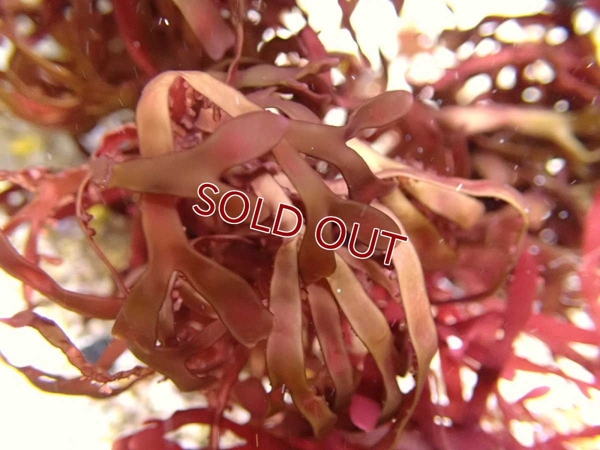 画像2: 【サンゴ・海藻】海藻sp. （レッド）インド洋産（1個）（±10-15ｃｍ）（サンプル画像）（生体）（サンゴ） (2)