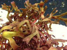 画像3: 【サンゴ・海藻】海藻sp. （レッド）インド洋産（1個）（±10-15ｃｍ）（サンプル画像）（生体）（サンゴ） (3)