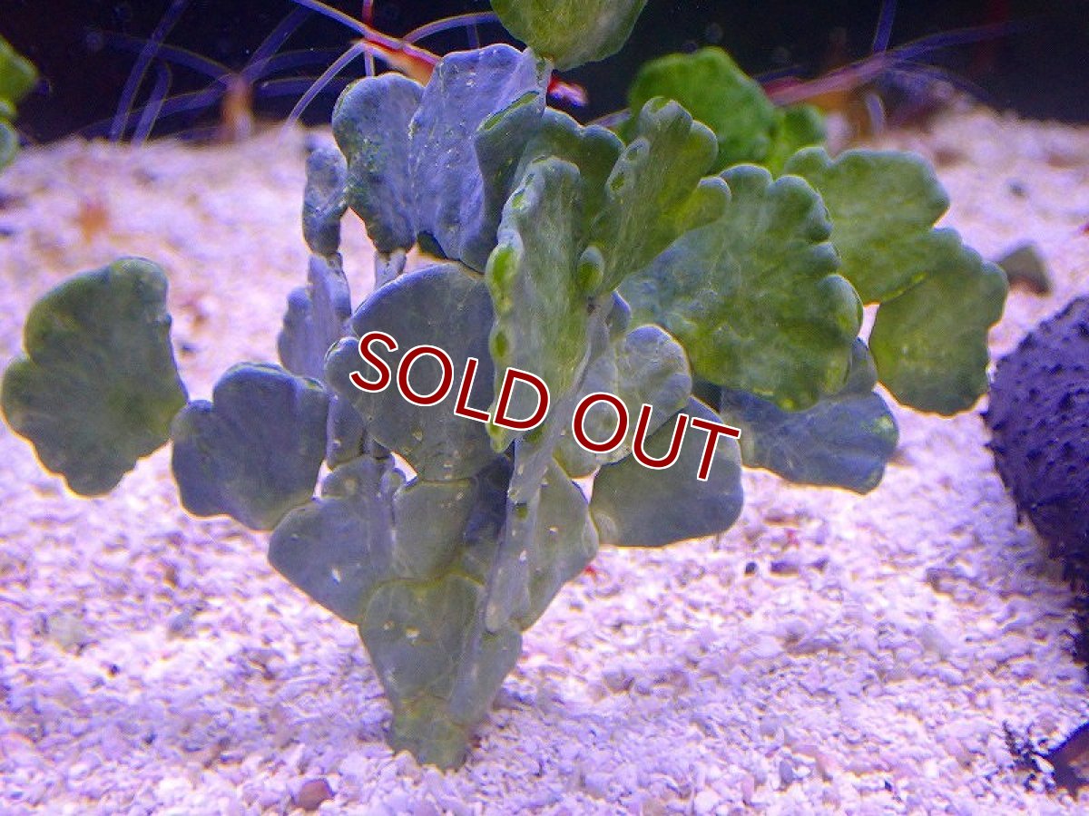 画像2: 【サンゴ・海藻】サボテン草【1本】（±8-10ｃｍ）（サンプル画像）（生体）（サンゴ） (2)