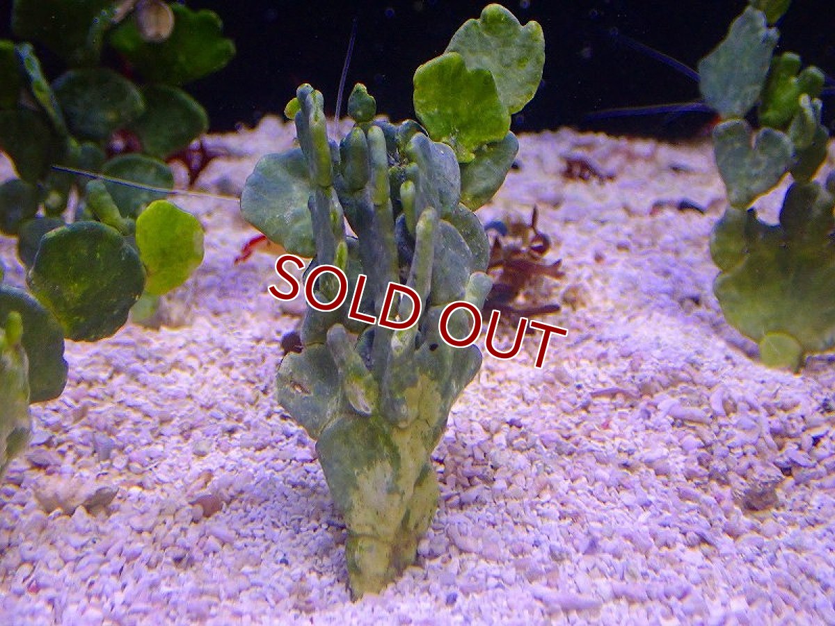 画像3: 【サンゴ・海藻】サボテン草【1本】（±8-10ｃｍ）（サンプル画像）（生体）（サンゴ） (3)