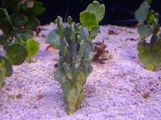 画像3: 【サンゴ・海藻】サボテン草【1本】（±8-10ｃｍ）（サンプル画像）（生体）（サンゴ） (3)