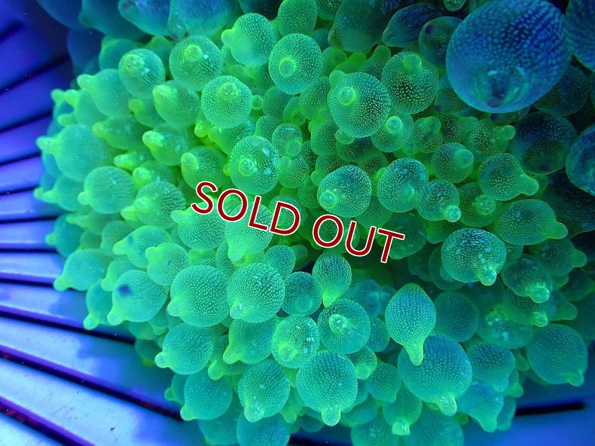 画像2: 【サンゴ】サンゴイソギンチャク（メタリックグリーン）【1個】（±8-10ｃｍ）（サンプル画像）（生体）（サンゴ） (2)