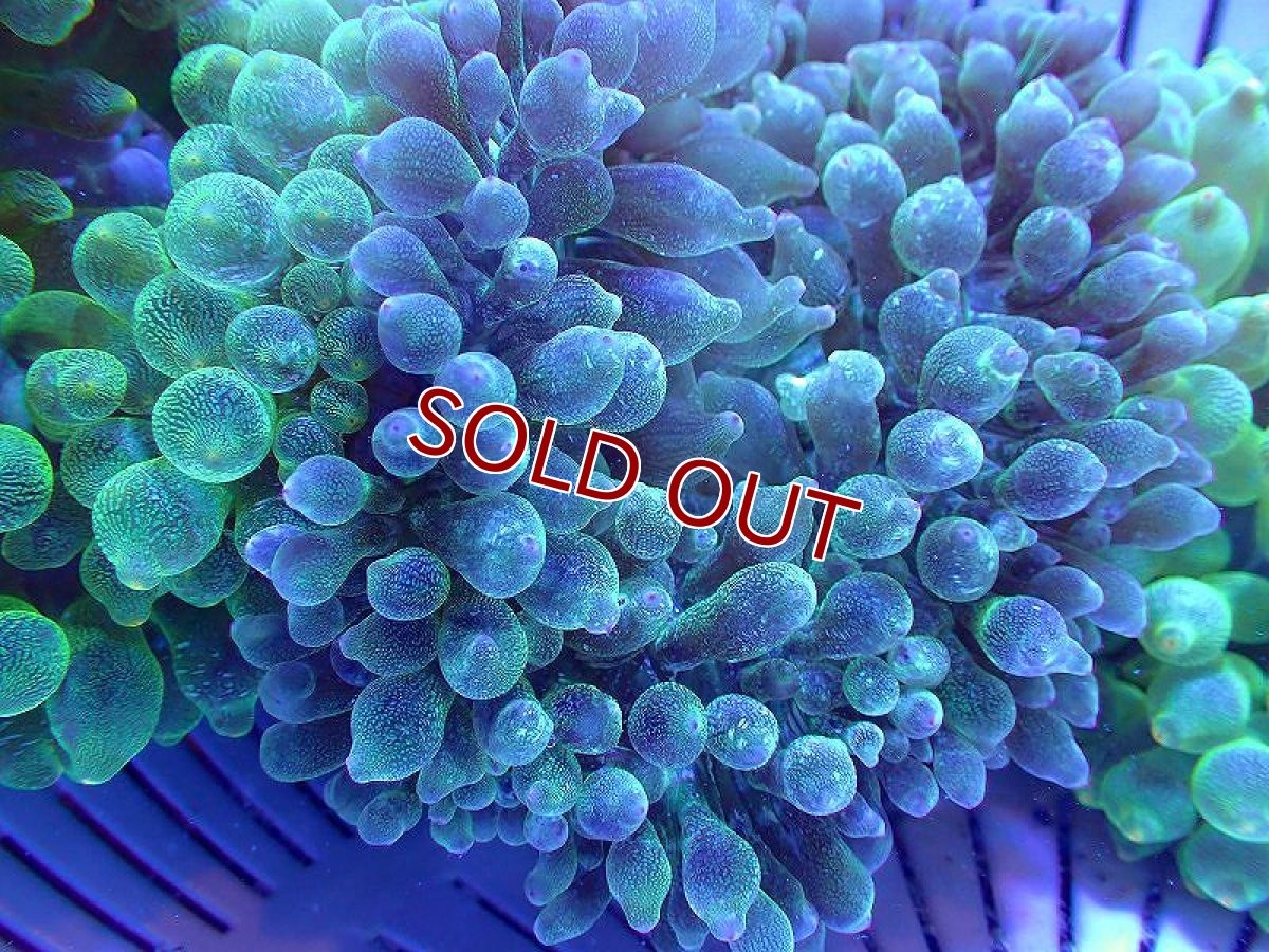 画像3: 【サンゴ】サンゴイソギンチャク（メタリックグリーン）【1個】（±8-10ｃｍ）（サンプル画像）（生体）（サンゴ） (3)