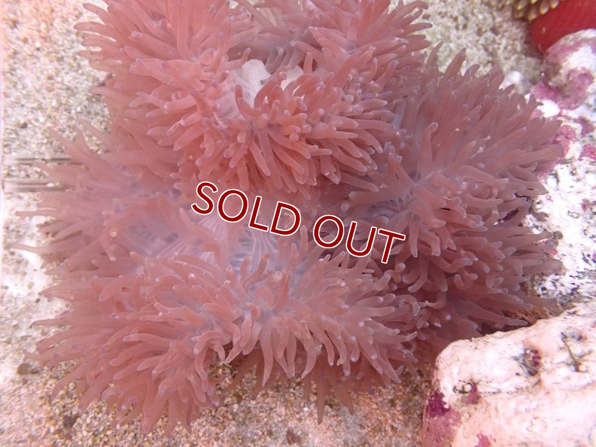 画像2: 【イソギンチャク】【通販】センジュイソギンチャク（M-Lサイズ）(1個）（±20-30ｃｍ）（サンプル画像）（生体）（サンゴ） (2)