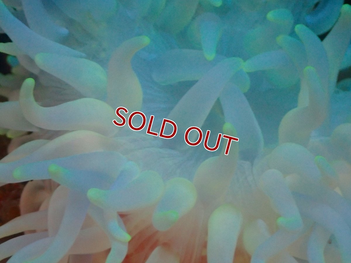 画像2: 【イソギンチャク】L.T.アネモネ(ホワイト) (1個)(±7-10cm)(サンプル画像)(生体)(サンゴ) (2)