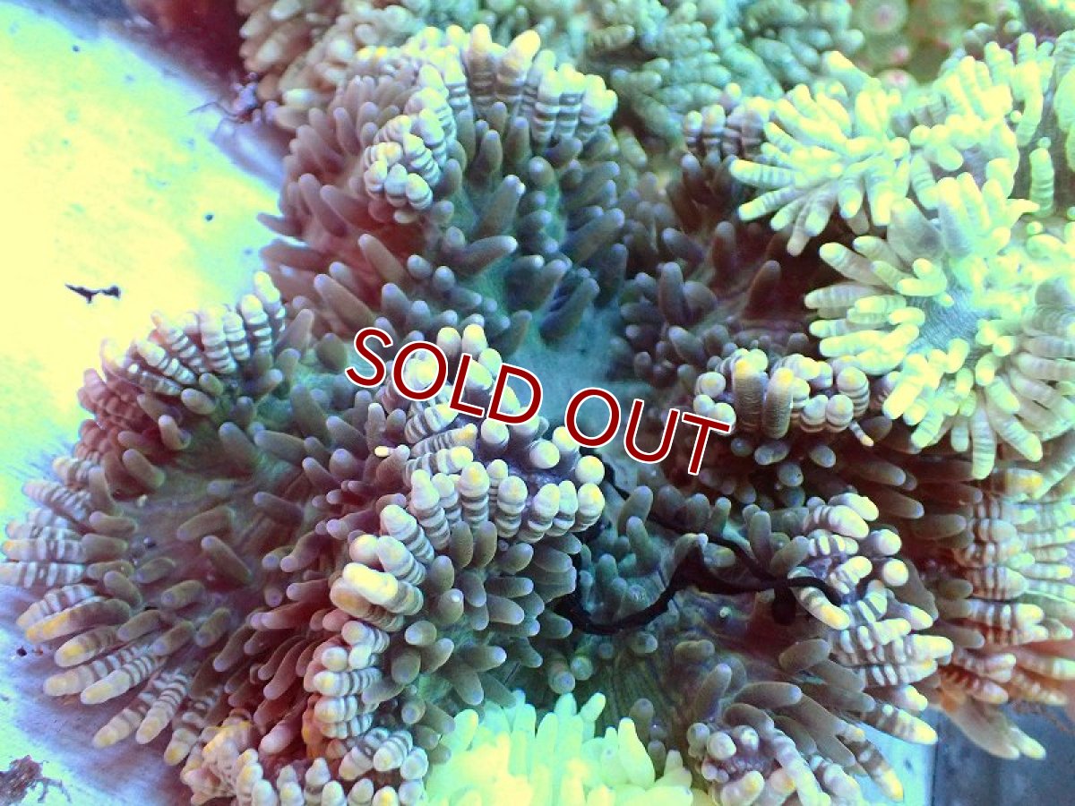 画像2: 【サンゴ】シマキッカイソギンチャク（カラー）（1個）（±8-12ｃｍ）（サンプル画像）（生体）（サンゴ） (2)