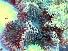 画像2: 【サンゴ】【通販】シマキッカイソギンチャク（カラー）（1個）（±8-12ｃｍ）（サンプル画像）（生体）（サンゴ） (2)
