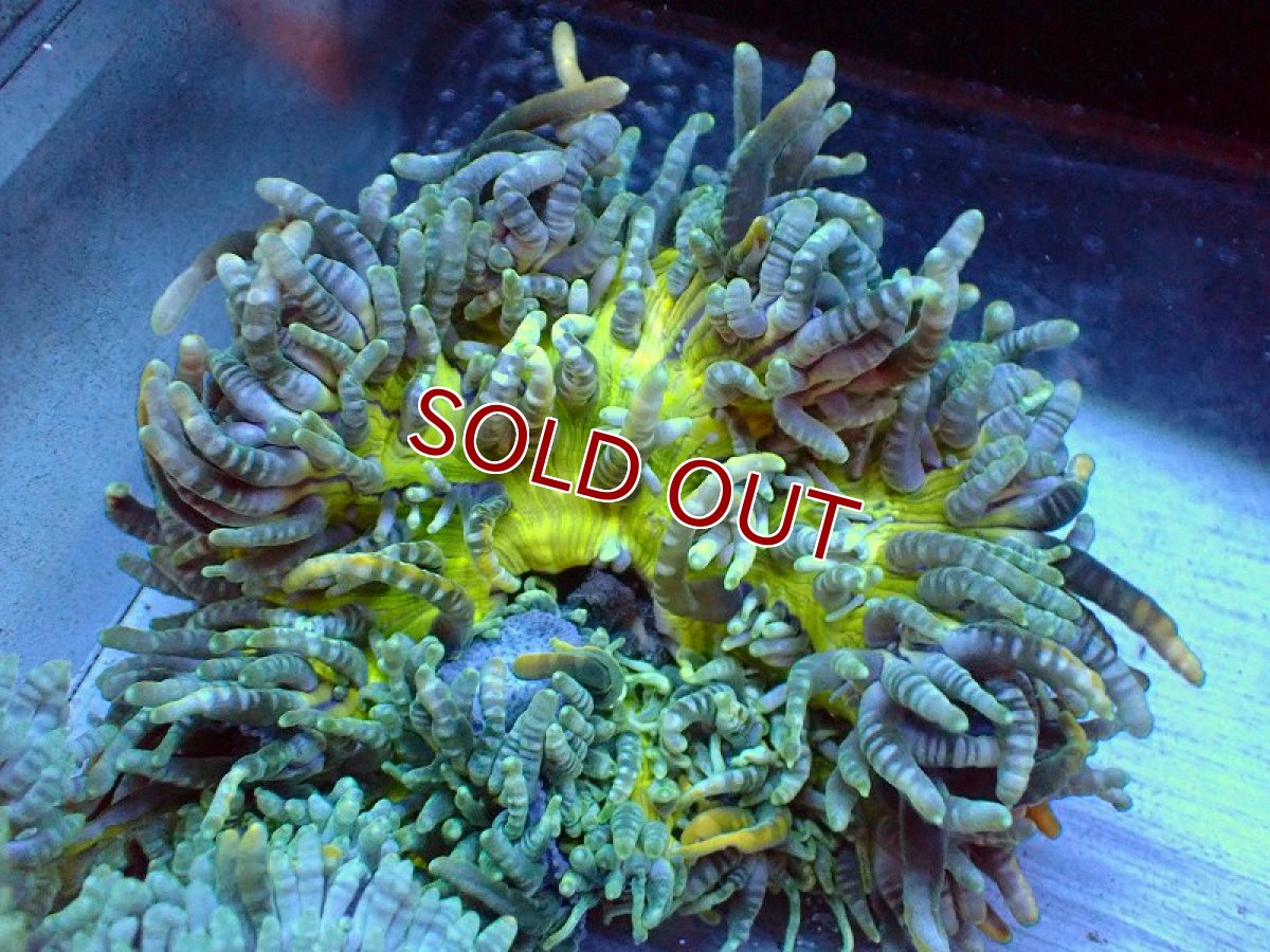 画像3: 【サンゴ】シマキッカイソギンチャク（カラー）（1個）（±8-12ｃｍ）（サンプル画像）（生体）（サンゴ） (3)