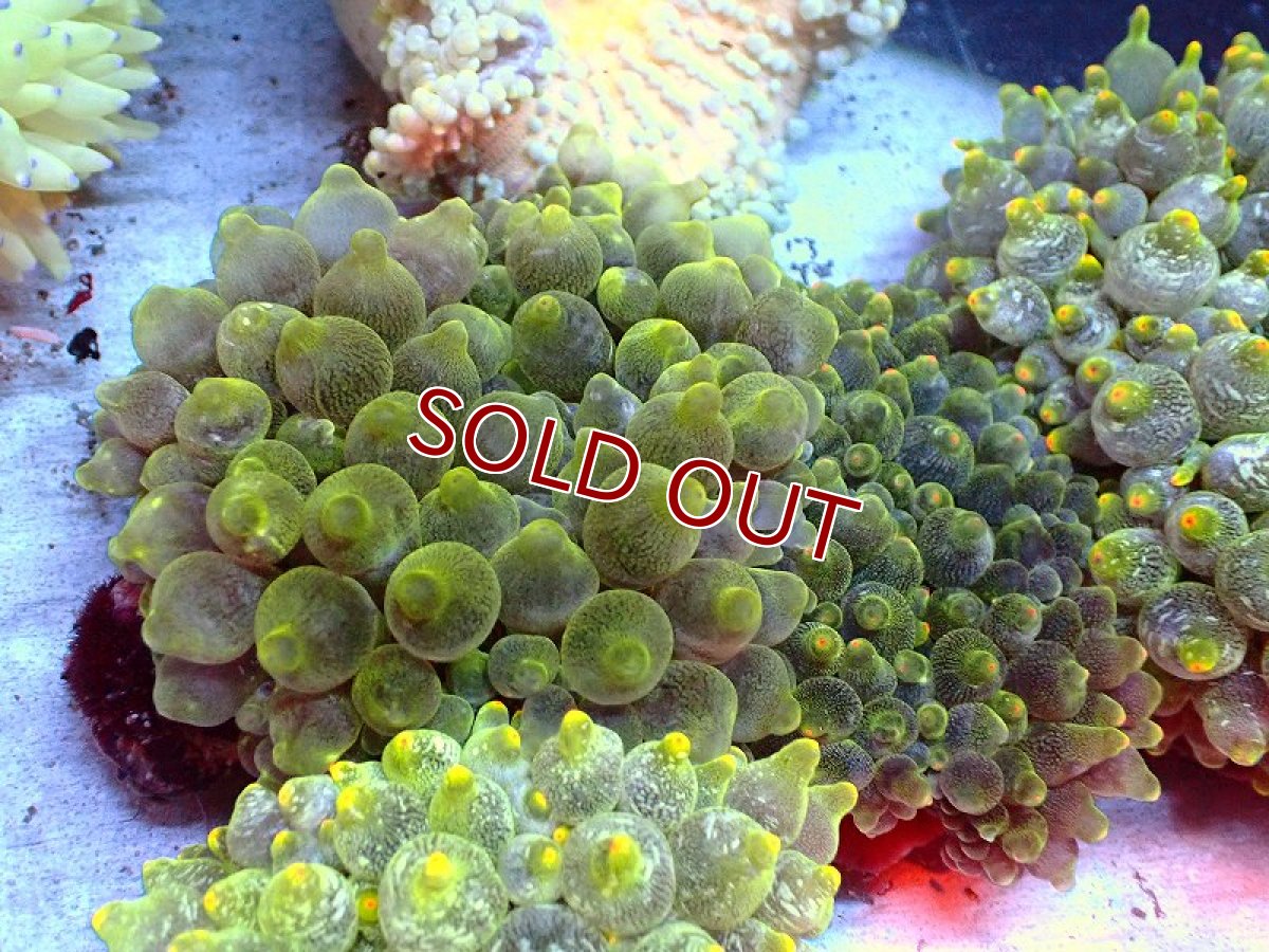 画像1: 【サンゴ・イソギンチャク】【通販】サンゴイソギンチャク（ライトグリーン）（1個）（±5-10ｃｍ）（サンプル画像）（生体）（サンゴ） (1)