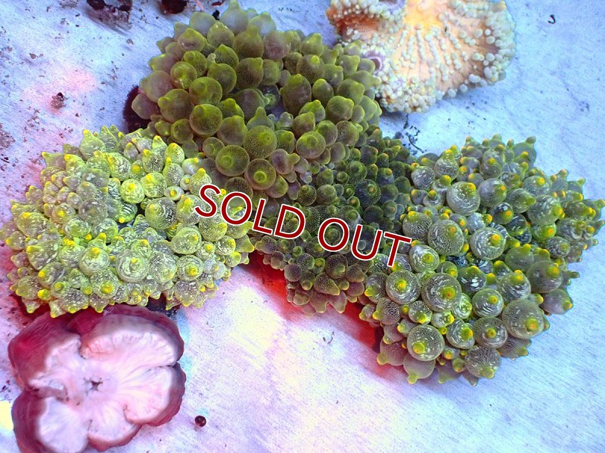 画像2: 【サンゴ・イソギンチャク】【通販】サンゴイソギンチャク（ライトグリーン）（1個）（±5-10ｃｍ）（サンプル画像）（生体）（サンゴ） (2)