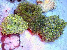 画像2: 【サンゴ・イソギンチャク】【通販】サンゴイソギンチャク（ライトグリーン）（1個）（±5-10ｃｍ）（サンプル画像）（生体）（サンゴ） (2)