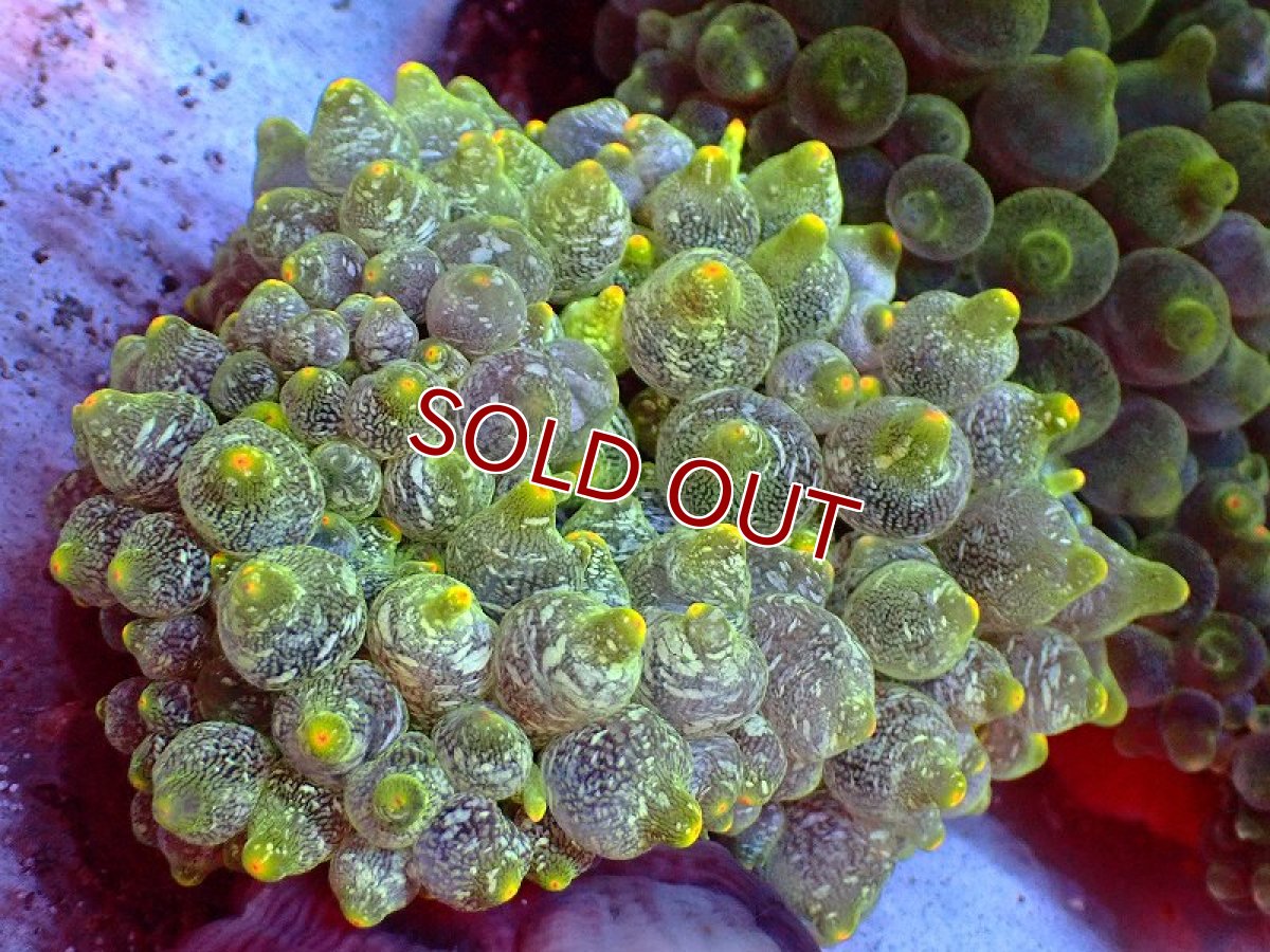 画像3: 【サンゴ・イソギンチャク】【通販】サンゴイソギンチャク（ライトグリーン）（1個）（±5-10ｃｍ）（サンプル画像）（生体）（サンゴ） (3)