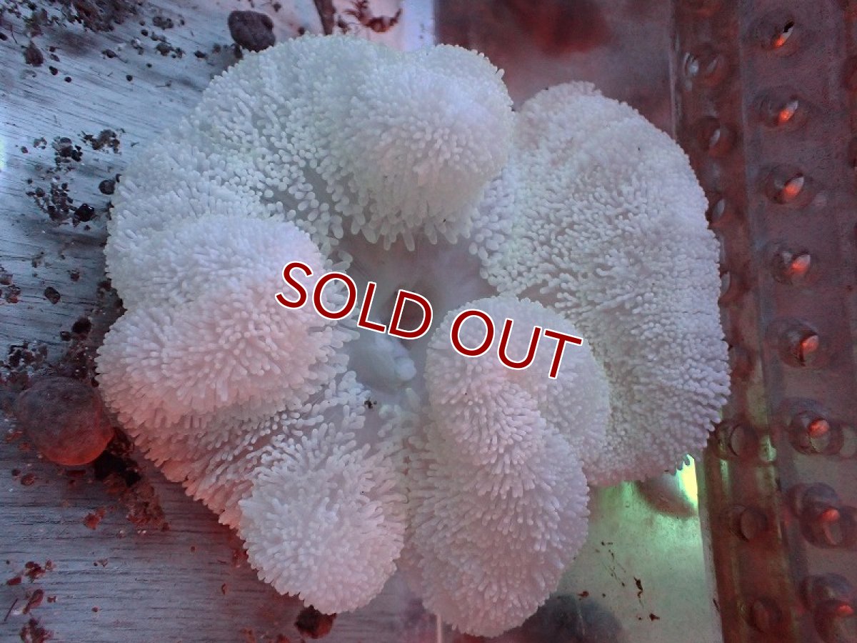 画像2: 【イソギンチャク】【通販】イボハタゴイソギンチャク（ホワイト）（1個）（±7-10ｃｍ）（サンプル画像）（生体）（サンゴ） (2)