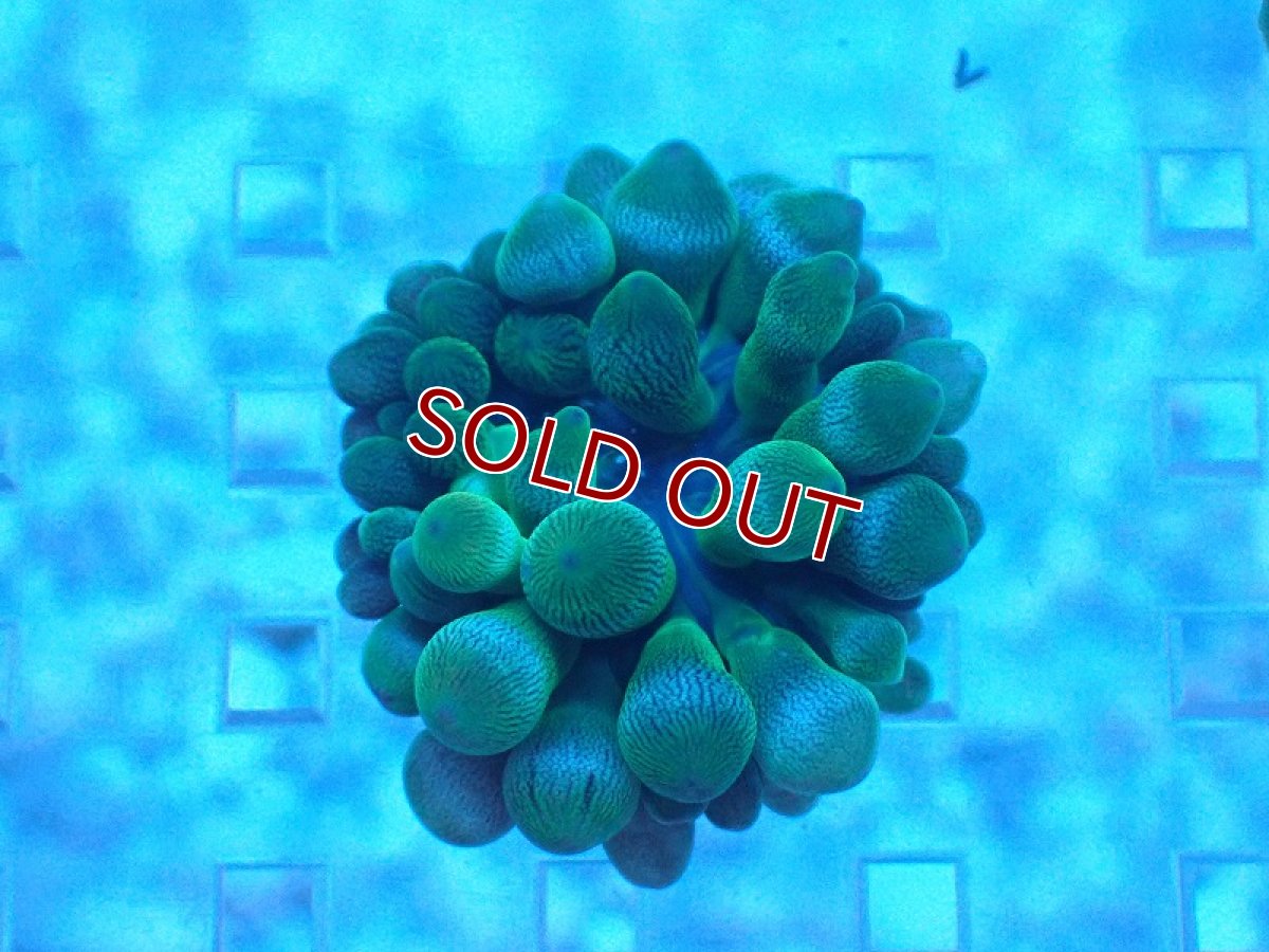 画像1: 【サンゴ・イソギンチャク】【通販】サンゴイソギンチャク (XSサイズ）（1個）(±2-3ｃｍ）（生体）（サンゴ） (1)