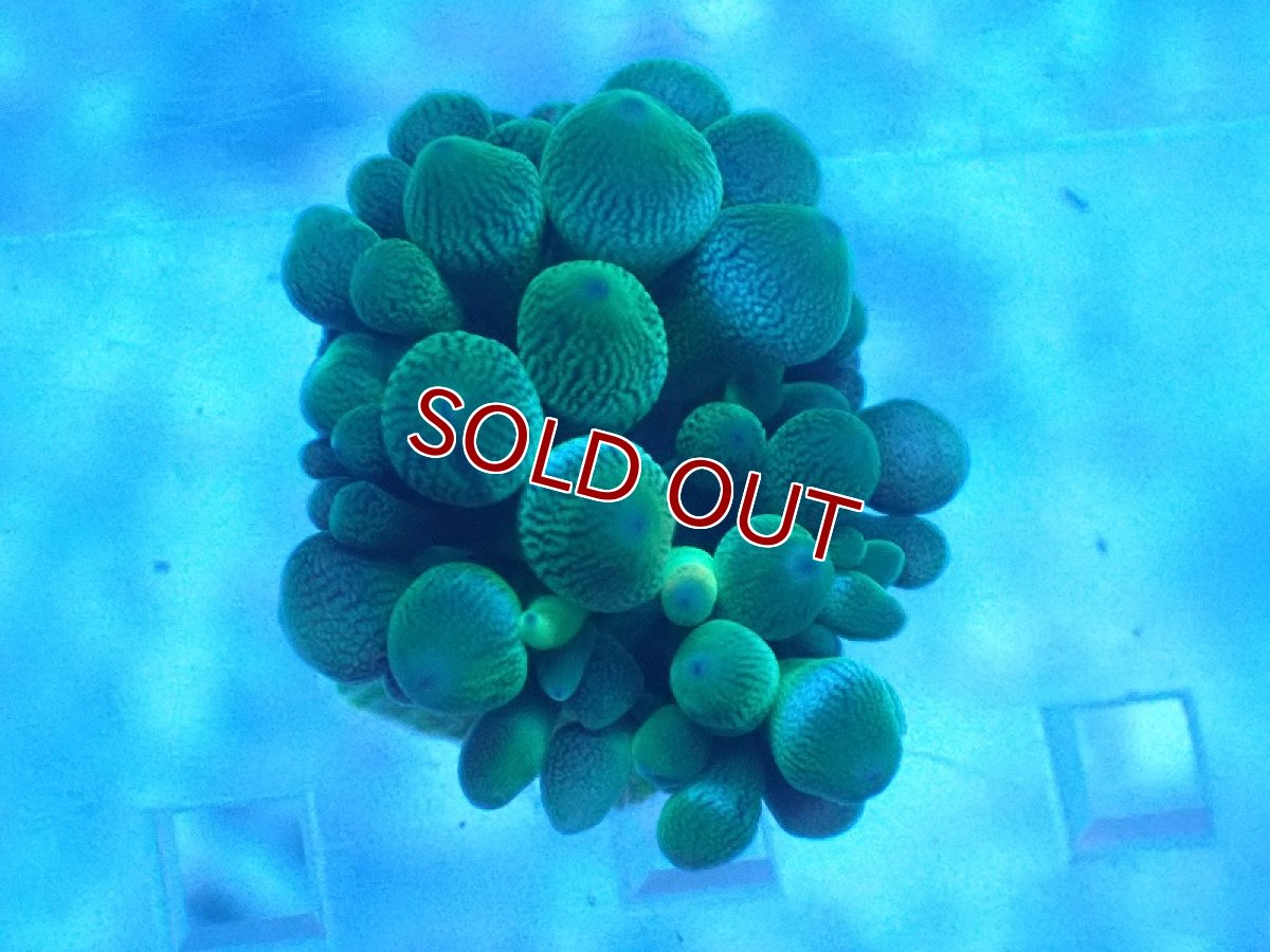 画像2: 【サンゴ・イソギンチャク】【通販】サンゴイソギンチャク (XSサイズ）（1個）(±2-3ｃｍ）（生体）（サンゴ） (2)