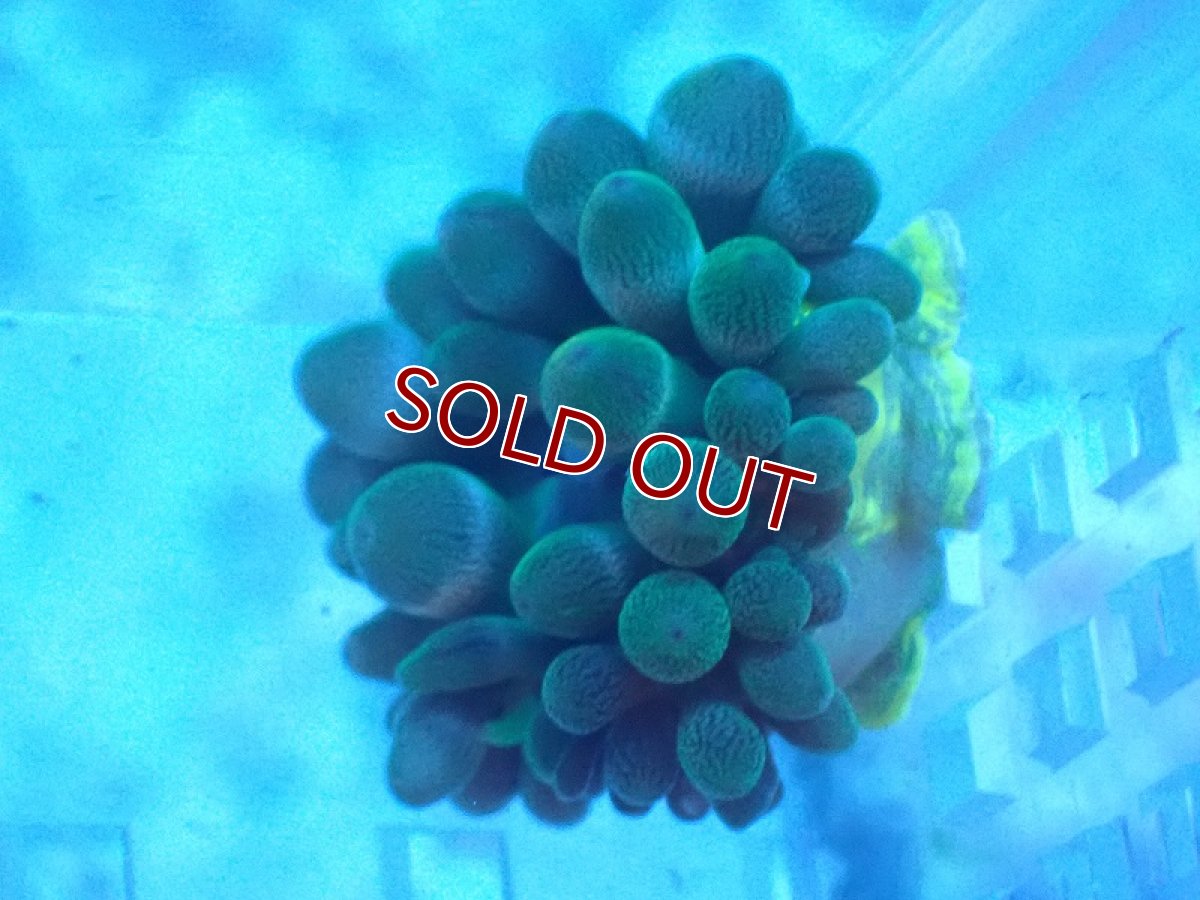 画像3: 【サンゴ・イソギンチャク】【通販】サンゴイソギンチャク (XSサイズ）（1個）(±2-3ｃｍ）（生体）（サンゴ） (3)