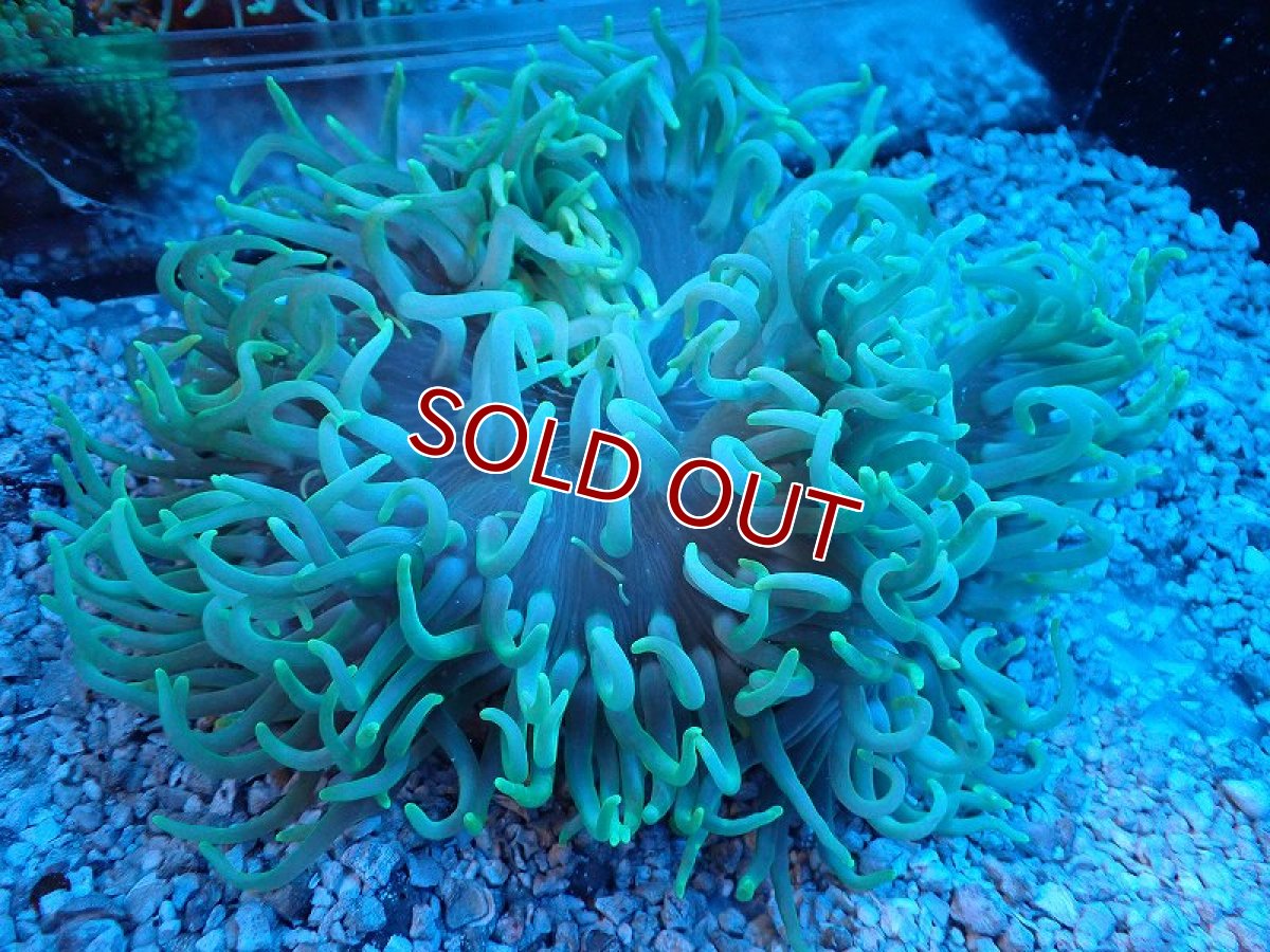 画像1: 【イソギンチャク】【通販】L.Tアネモネ（ライトグリーン）Lサイズ（個体販売）（±15-20cm)（生体）（サンゴ） (1)