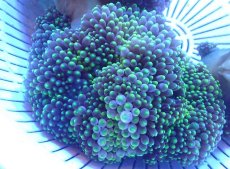 画像1: 【サンゴ・イソギンチャク】【通販】【沖縄産】タマイタダキイソギンチャク（Yellow Green Tip/Mサイズ）（1個）（±10-15cm)（サンプル画像）（生体）（サンゴ） (1)
