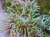 イソギンチャク ピンクチップアネモネ カリブ海 1個 4 8cm前後 生体 海水魚 サンゴ ペットバルーン ネットショップ イソギンチャク ピンクチップアネモネ カリブ海 1個 4 8cm前後 生体 海水魚 サンゴ ペットバルーン ネットショップ