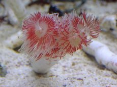 画像1: 【サンゴ】【通販】ハードチューブ（Red/White)（1本）（鰓冠サイズ±3ｃｍ）（サンプル画像）（生体）（サンゴ） (1)