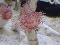 画像2: 【サンゴ】【通販】ハードチューブ（Red/White)（1本）（鰓冠サイズ±3ｃｍ）（サンプル画像）（生体）（サンゴ） (2)