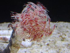 画像3: 【サンゴ】【通販】ハードチューブ（Red/White)（1本）（鰓冠サイズ±3ｃｍ）（サンプル画像）（生体）（サンゴ） (3)