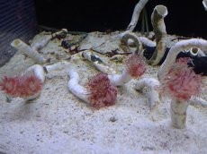 画像4: 【サンゴ】【通販】ハードチューブ（Red/White)（1本）（鰓冠サイズ±3ｃｍ）（サンプル画像）（生体）（サンゴ） (4)