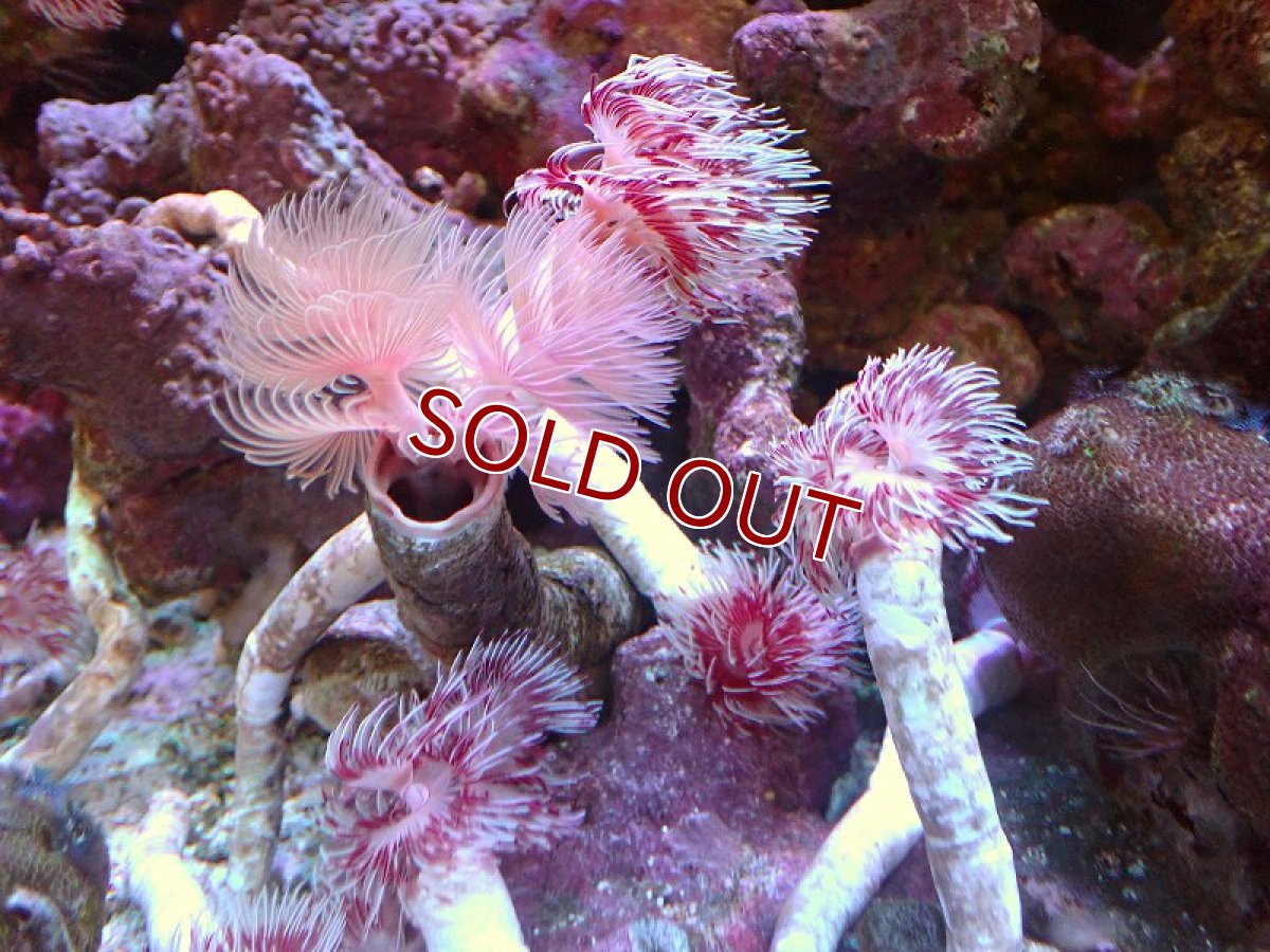 画像2: 【サンゴ・ケヤリムシ】【通販】ハードチューブ（シモフリカラー）【1本】（鰓冠サイズ±3ｃｍ） （サンプル画像）（生体）（サンゴ） (2)