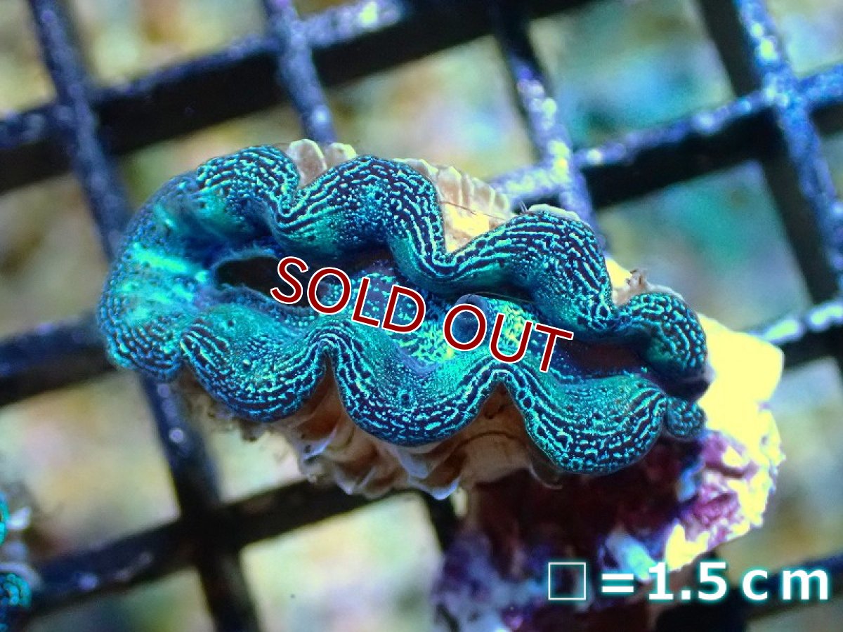 画像2: 【サンゴ】【沖縄産】ヒメシャコガイ（メタリック上物）XSサイズ（1個）（±3-3.5ｃｍ）（サンプル画像）（生体）（サンゴ） (2)