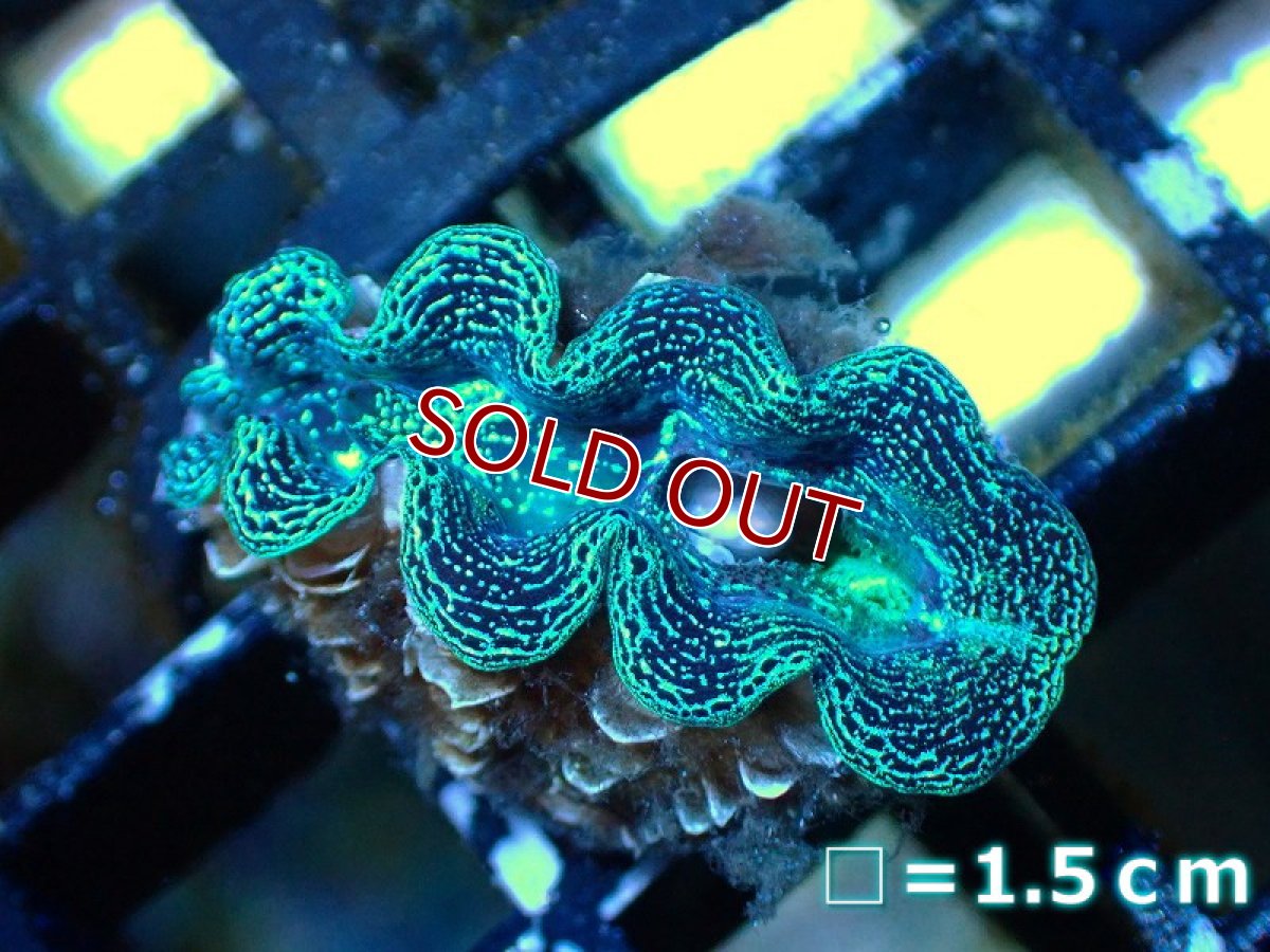 画像3: 【サンゴ】【沖縄産】ヒメシャコガイ（メタリック上物）XSサイズ（1個）（±3-3.5ｃｍ）（サンプル画像）（生体）（サンゴ） (3)