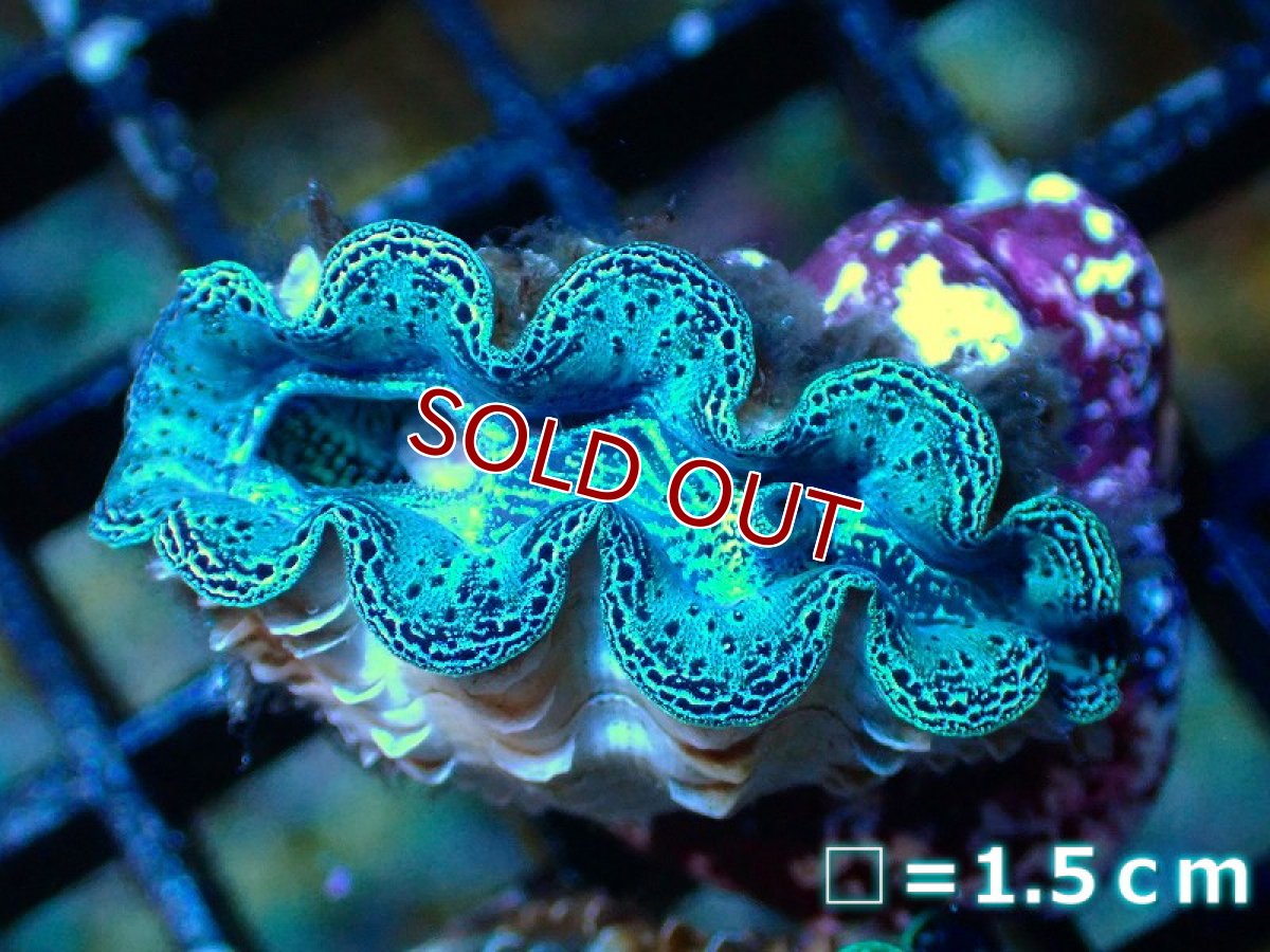 画像4: 【サンゴ】【沖縄産】ヒメシャコガイ（メタリック上物）XSサイズ（1個）（±3-3.5ｃｍ）（サンプル画像）（生体）（サンゴ） (4)