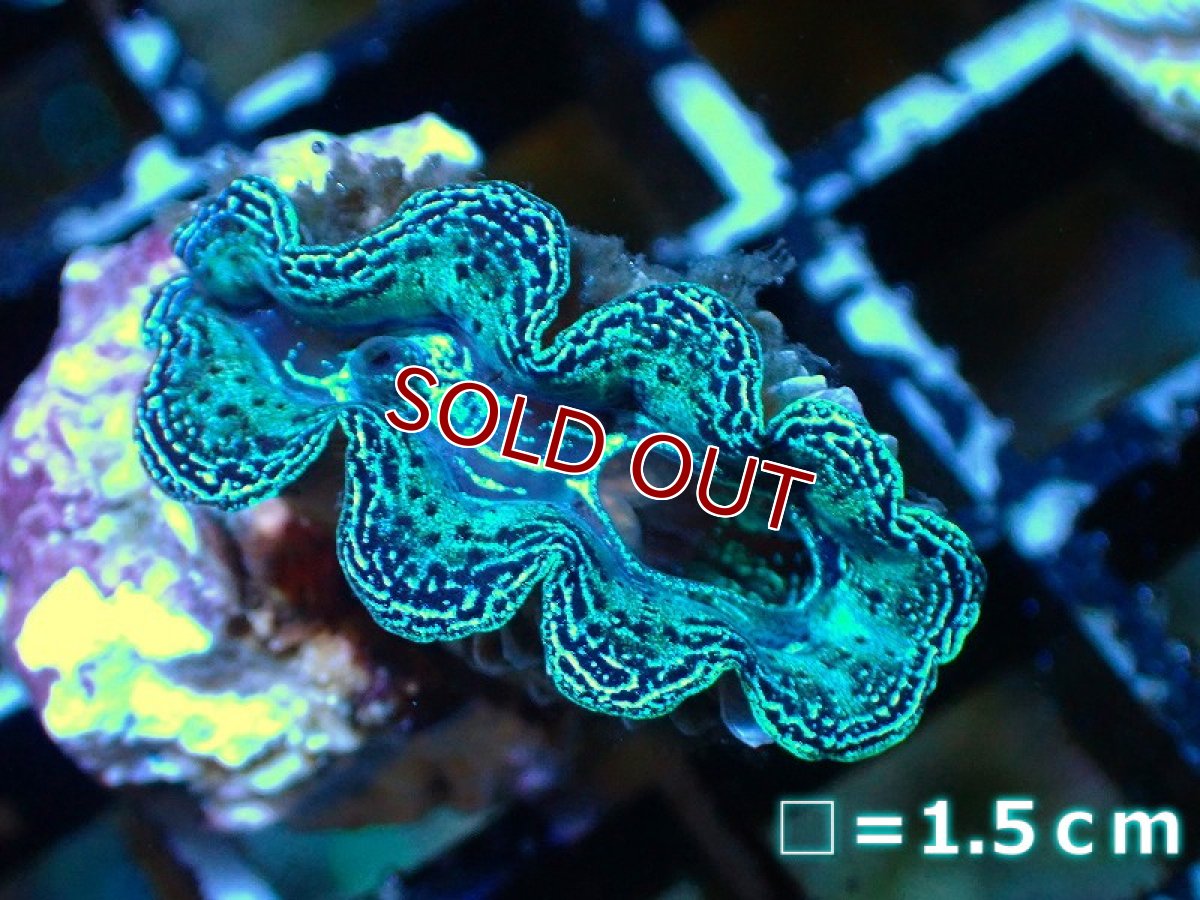 画像5: 【サンゴ】【沖縄産】ヒメシャコガイ（メタリック上物）XSサイズ（1個）（±3-3.5ｃｍ）（サンプル画像）（生体）（サンゴ） (5)