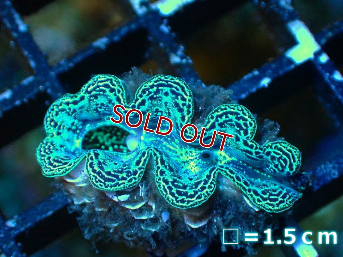 画像6: 【サンゴ】【沖縄産】ヒメシャコガイ（メタリック上物）XSサイズ（1個）（±3-3.5ｃｍ）（サンプル画像）（生体）（サンゴ） (6)