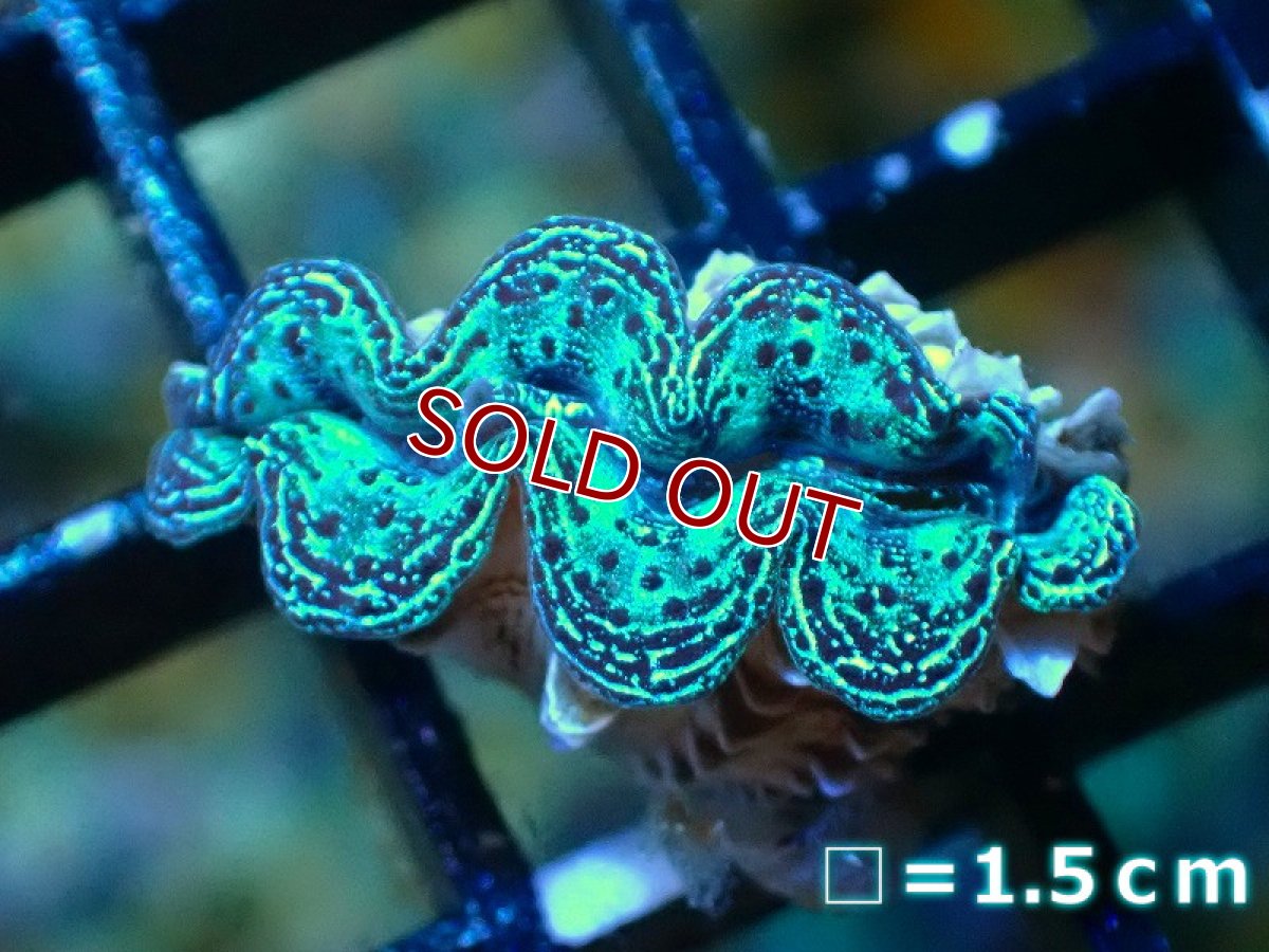 画像7: 【サンゴ】【沖縄産】ヒメシャコガイ（メタリック上物）XSサイズ（1個）（±3-3.5ｃｍ）（サンプル画像）（生体）（サンゴ） (7)