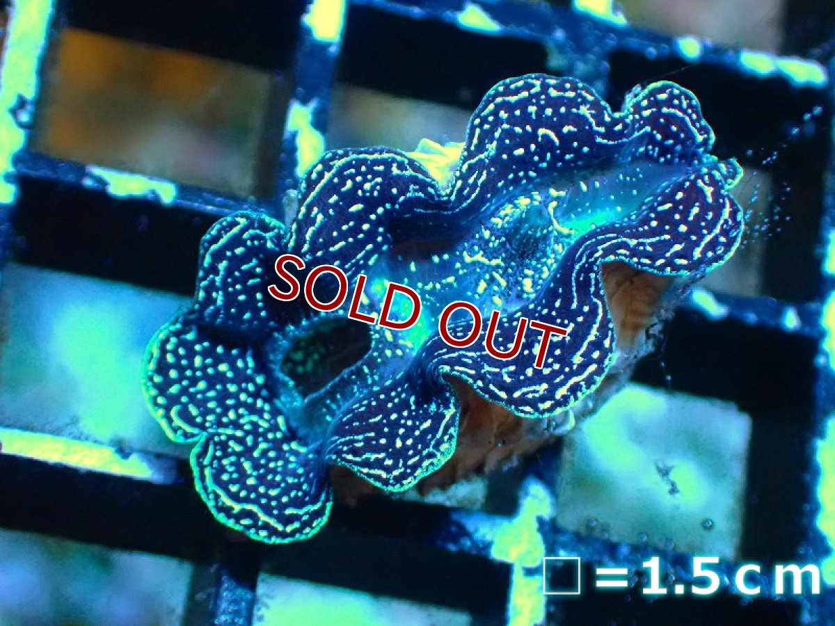 画像2: 【サンゴ】【沖縄産】ヒメシャコガイ（メタリック）XSサイズ（1個）（±3-3.5ｃｍ）（サンプル画像）（生体）（サンゴ） (2)