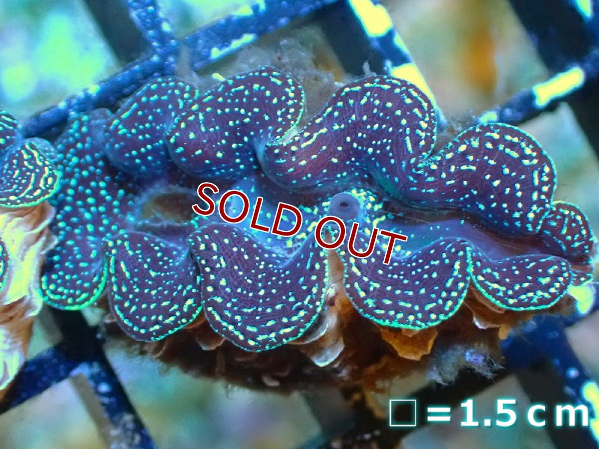 画像3: 【サンゴ】【沖縄産】ヒメシャコガイ（メタリック）XSサイズ（1個）（±3-3.5ｃｍ）（サンプル画像）（生体）（サンゴ） (3)